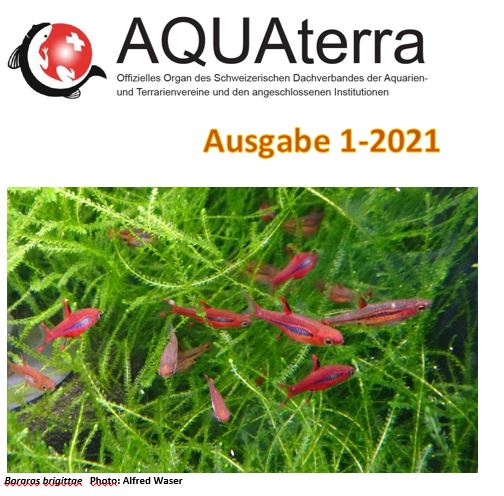 Aquaterra 1 2021